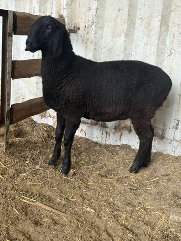 Бараны, овцы: Продаю | Овца (самка) | Для разведения — 6