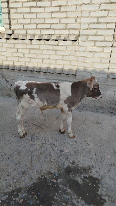 продаю музоо торпок корова самка бык самец айрширская ангус алатауская на забой для разведения на откорм племенные нетель привязанные: Продаю | Бык (самец), Тёлка | Алатауская, Швицкая | Для разведения | Племенные