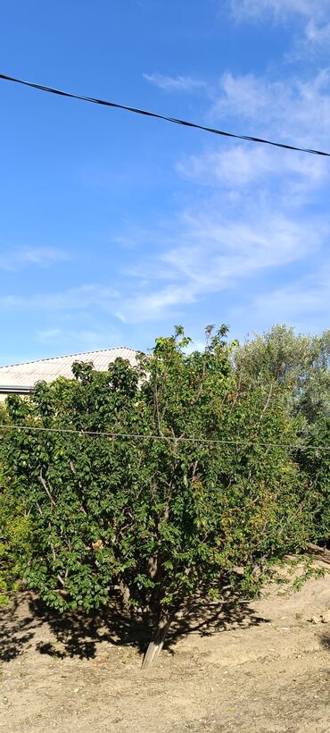 Torpaq sahələrinin satışı: 8 sot, Tikinti, Mülkiyyətçi, Kupça (Çıxarış) -da lalafo.az — 8 Torpaq sahələrinin satışı: 8 sot, Tikinti, Mülkiyyətçi, Kupça (Çıxarış) — 8