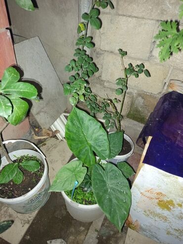 Otaq bitkiləri: Satışda müxtəlif saksı bitkiləri dəsti - Xrizantema (çəhrayı — 11