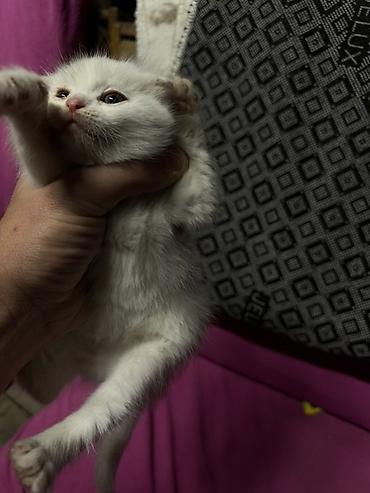 котята простые: Котята - Возраст: маленькие котята, только начинают активно изучать — 6