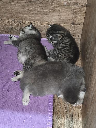 котята шотландской породы: Скотиш Страйт (Шотландская прямоухая), 2 месяца, Девочка, Серебристая шиншилла — 3