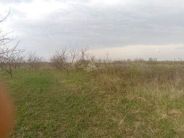 Torpaq sahələrinin satışı: Kənd təsərrüfatı — 25