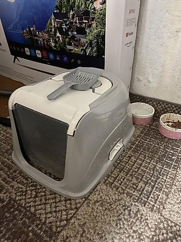 Продажа кошек: Шотландская вислоухая кошка (Scottish Fold), окрас голубой. Вместе — 6