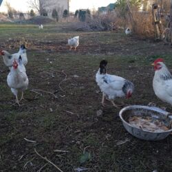 продаю дойных коров: Продаю | Петух, Куры | Для разведения, Несушки