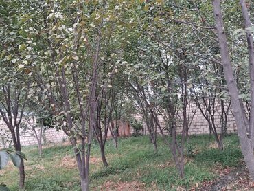 Bağ evlərinin satışı: Yerləşir:Göyçay rayonu Ərəb bələdiyyəsinin yanı trasın qrağı.25 sot -da lalafo.az — 12 Bağ evlərinin satışı: Yerləşir:Göyçay rayonu Ərəb bələdiyyəsinin yanı trasın qrağı.25 sot — 12