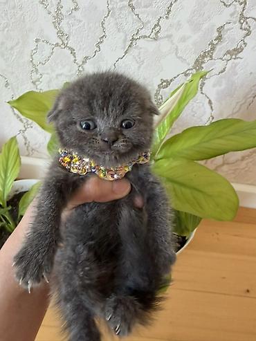 Pişiklər: Şotland yastı qulaq — 4