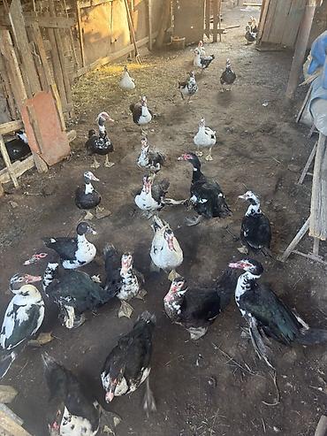 bulbul qusu satisi: 1 KQ - 12 azn lal ördəklər istəyən olsa zəng etsin salyan rayonunda — 1