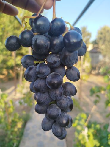 Şitillər: Gəl, bax, seç, apar. Məkan Bilgəh. Köklü Torpaqlı dibçəkdə: Ağ şanı - — 8