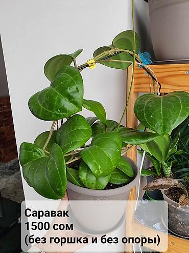 Хойи: Взрослые сортовые хойи
Цена, название и подробности на фото — 9