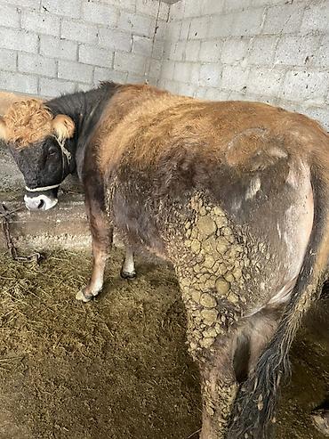 Коровы, быки: Продаю | Корова (самка) | На откорм, На забой, Для разведения — 1