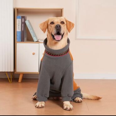 приют для бездомных животных бишкек: Комбинезон флисовый для собак. Одевали несколько раз. (Не подошел