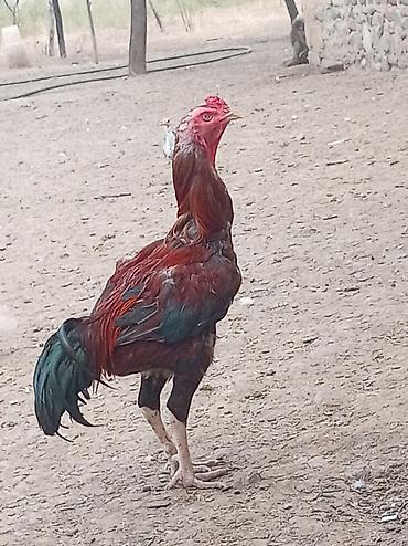 cuce ve xoruz temsil: Məhsul: Qırmızı-qara rəng çalarlarında, uzunboyun və möhkəm bədən — 1