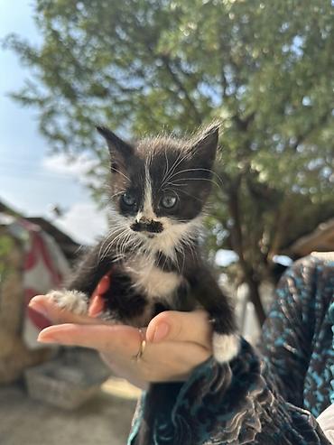 котята пародистые: Отдаются даром котята, возраст — 1,5 месяца. Описание: - Окрас — 3