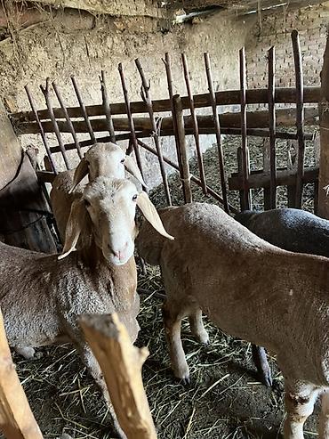 Баран, овца: Продаю | Овца (самка) | Для разведения — 9