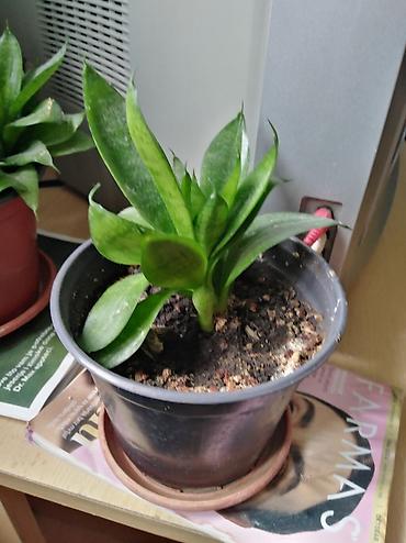 adapter parkside 12v: Sanseverija (Sansevieria), kompaktna forma u saksiji - Ukrasna sobna — 1