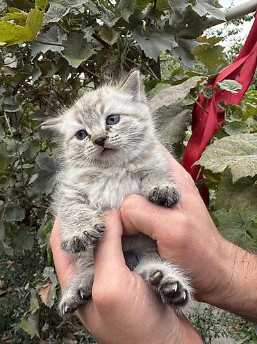 Продажа кошек: Сиамская, 1 месяц, Девочка, Приучена к лотку — 3