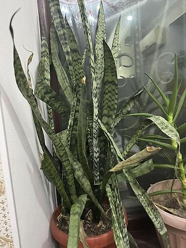 Алоэ: Алоэ вера и сансевиерия (щучий хвост) в горшках - Алоэ вера: кусты и — 5