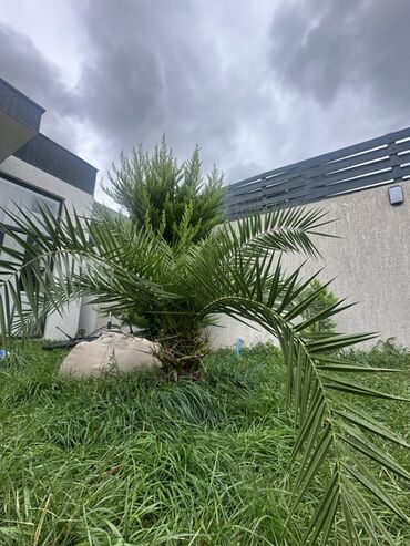 dibcek gulleri qiymeti: Bağ üçün dekorativ ağaclar – xurma və həmişəyaşıl iynəyarpaq - Növ at lalafo.az dibcek gulleri qiymeti: Bağ üçün dekorativ ağaclar – xurma və həmişəyaşıl iynəyarpaq - Növ