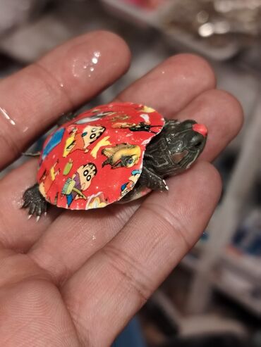 Digər heyvanlar: Qırmızı yanaq su tısbağalar. Şəkillərdə müxtəlif naxışlı, dekorativ — 3