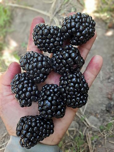 Ежевика: Ежомалина. Сорт ЛОХНЕСС. Адрес: Совхоз Ала-Тоо 50 сом шт at lalafo.kg — 6 Ежевика: Ежомалина. Сорт ЛОХНЕСС. Адрес: Совхоз Ала-Тоо 50 сом шт — 6