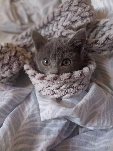 Продажа кошек: Британский короткошёрстный котёнок, окрас серо-голубой Нежный — 2