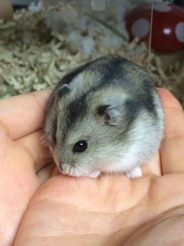 восточно европейская овчарка цена: 🐹 Продаю джунгарского хомячка (девочку) с клеткой Отдам в хорошие