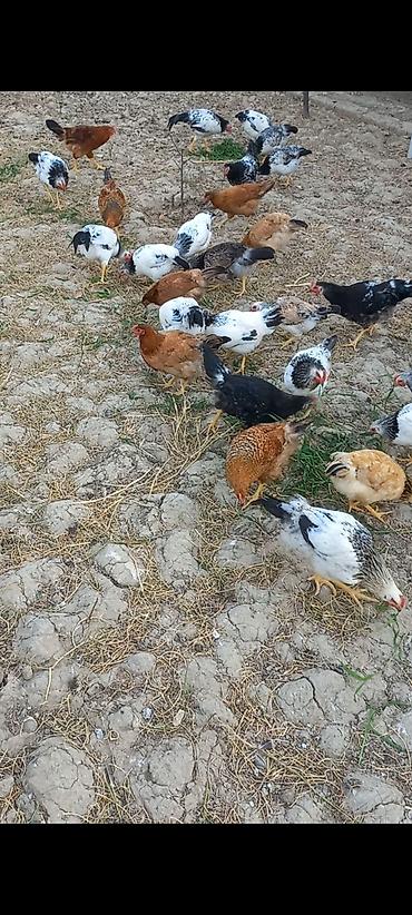 evdə ilbiz: Toyuq, Damazlıq, Ünvandan götürmə — 2
