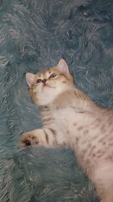 Pişiklər: Britan, Erkək, Dişi, Yaxşı əllərə, Ünvandan götürmə, Pulsuz çatdırılma, Ödənişli çatdırılma — 3