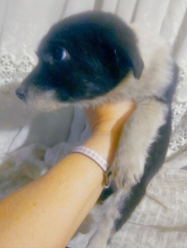 Отдам даром собаку: Собака даром: Дворняжка, 2 месяца, Самка at lalafo.kg — 4 Отдам даром собаку: Собака даром: Дворняжка, 2 месяца, Самка — 4