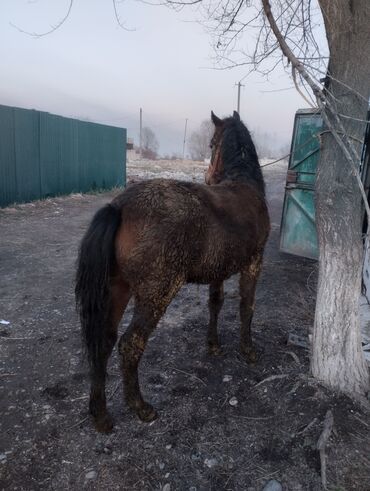 Лошади, кони: Продаю | Жеребец | Рабочий | Племенные — 6