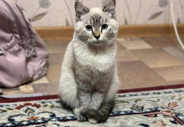 домик для кошек: Домашняя кошка с короткой шерстью. Окрас включает светло-серый и