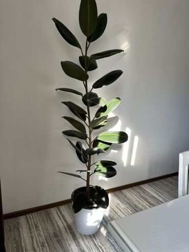 профессиональный набор инструментов: Фикус эластика (Ficus elastica, каучуконосный) в напольном кашпо