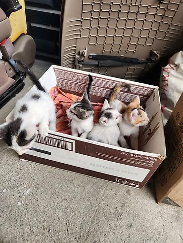 Отдам даром кошку: Котята от домашних кошек - Помёт из нескольких разноокрашенных котят — 3