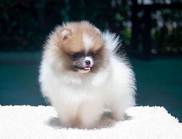Продажа собак: Шпиц, 3 месяца, Самка — 14