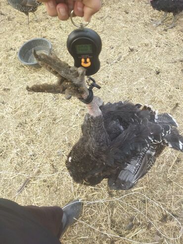 Индюки: Продаю | Индюк (самец) | Полукровка | На забой | Племенные — 10