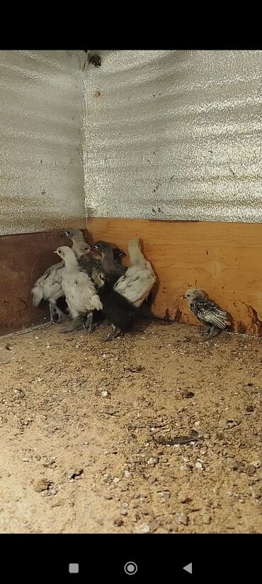 Cücələr: Toyuq cücələri, Damazlıq -da lalafo.az — 2 Cücələr: Toyuq cücələri, Damazlıq — 2