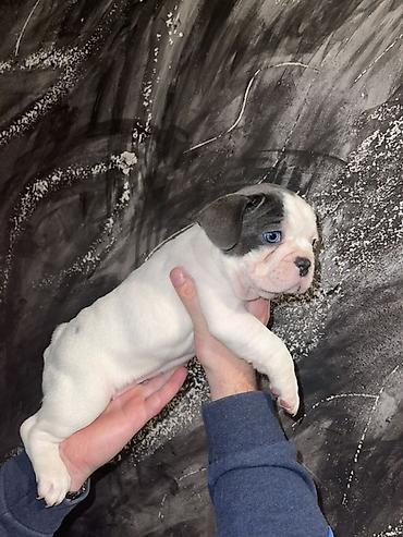 Psi: Francuski buldog štenci – merle i bele šare, plave oči - Rasa — 5