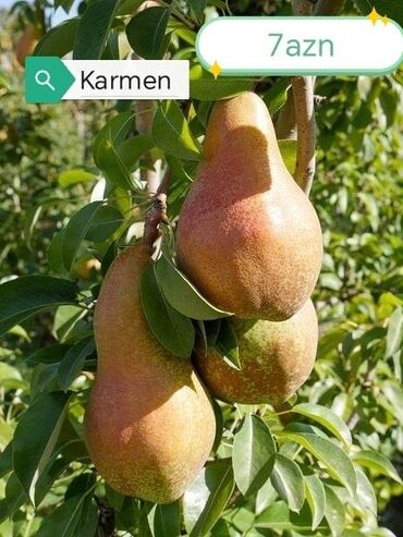 Şitillər: Məhsul: Bağ bitkiləri və meyvə fidanları seçimi - Hibiskus (Rose of — 17
