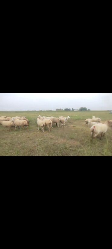 Qoyunlar, qoçlar: Dişi, il: 1, 50 kq, Damazlıq, Ünvandan götürmə — 8