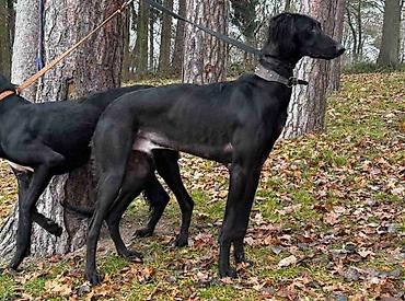 Psi: Saluki štenci, jedinstvena prilika Nudim četiri mužjaka crne boje — 8