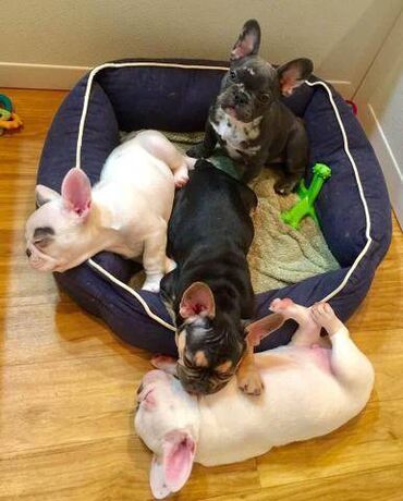 kreveti za pse: Dostupni štenci francuskog buldoga plave krvi samo ljubitelji rase