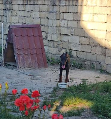 alman coban kopeği: Doberman, 8 ay, Erkək, Peyvəndli — 3
