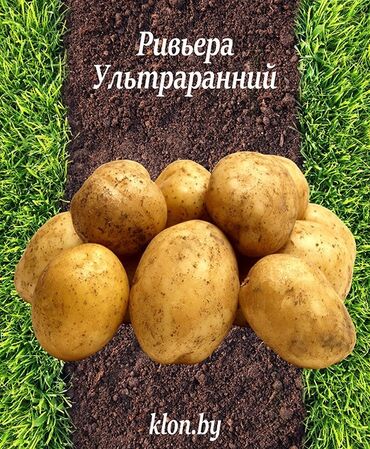 картошка риверо: Картошка, элитный сорт Ривьера, ультраранний 45-55 дней, репродукции
