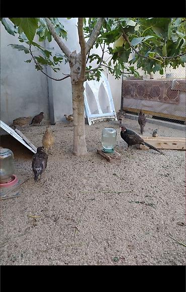 retriever satilir: Salam qirqovul quwlar satilir.rumin ve qafqaz sortlaridir.her olcude — 2
