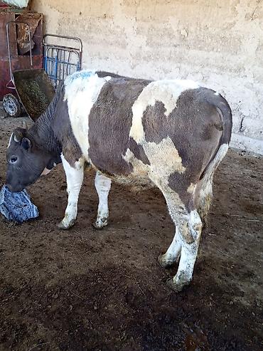 Коровы, быки: Продаю | Бык (самец) | На откорм — 9