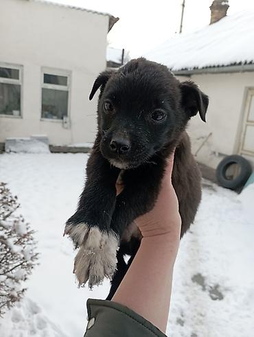 Отдам даром собаку: Щеночки звоночки, 2 месяца .вырастут небольшого роста . бесплатно — 1