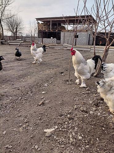 Другие с/х животные: Продаю куры, петух, индоутки Беловодске — 15