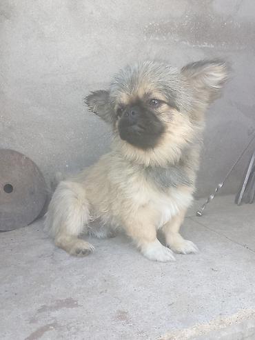 İtlər: Pekines, 6 ay, Erkək, Peyvəndli, Ünvandan götürmə — 2