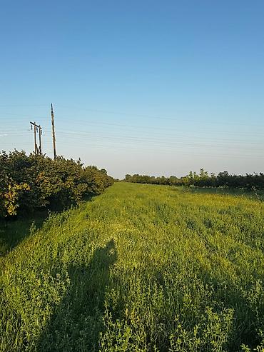 yeni əmlak az: 237 sot, Kənd təsərrüfatı, Mülkiyyətçi, Kupça (Çıxarış) — 8